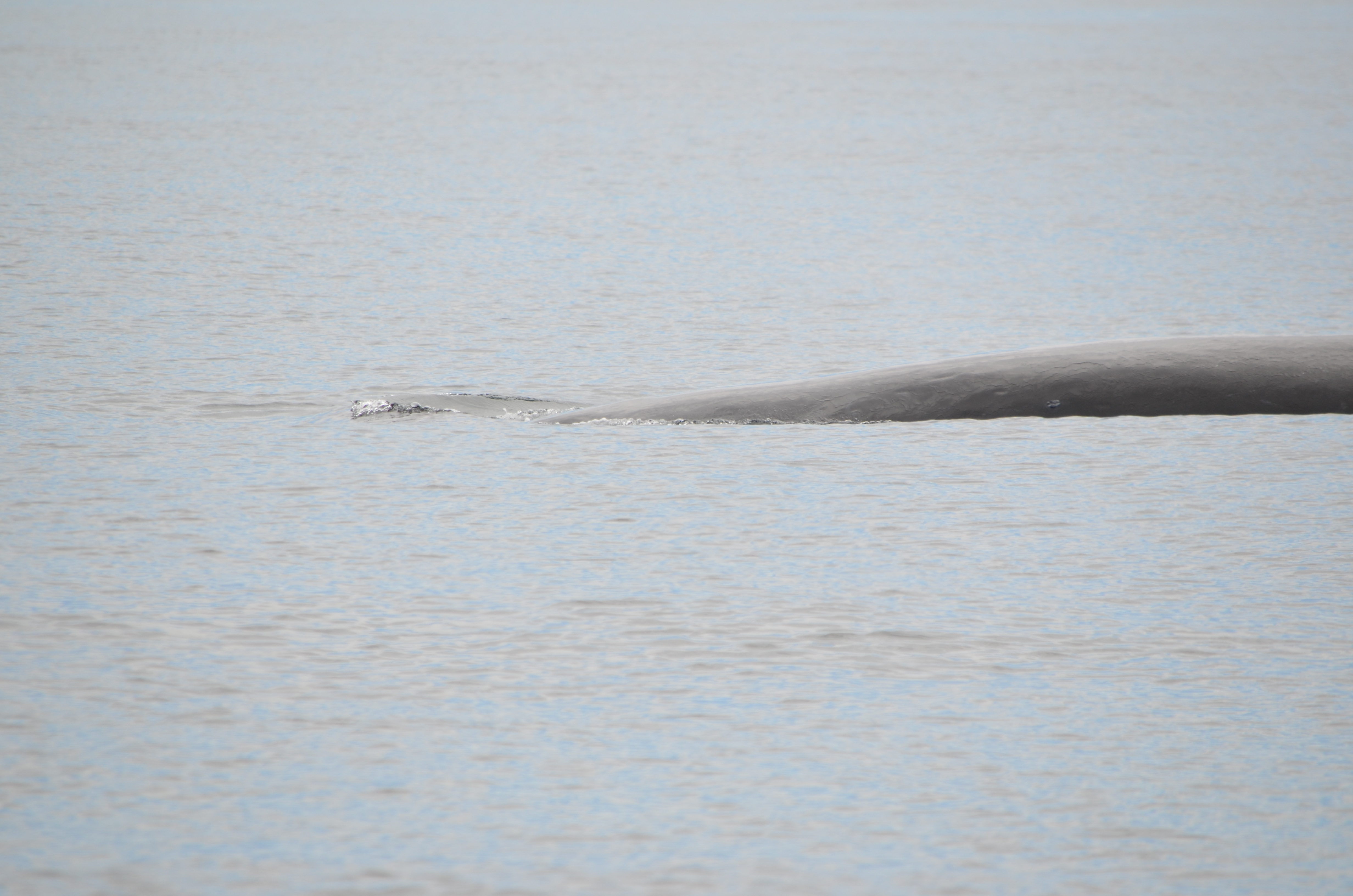 photos/wildlife/Mammal_Species/Humpback Whale/DSC_0041.JPG